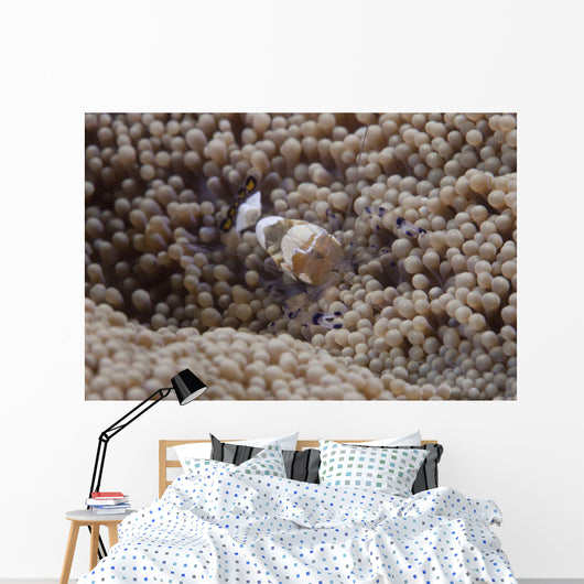 Popcorn Shrimp Anemone Fijian Front Wall Decal