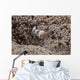 Popcorn Shrimp Anemone Fijian Front Wall Decal