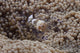 Popcorn Shrimp Anemone Fijian Front Wall Decal