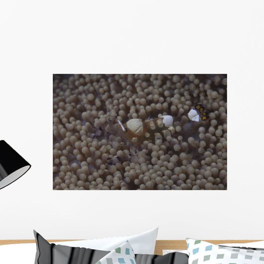 Popcorn Shrimp Anemone Fijian Wall Decal