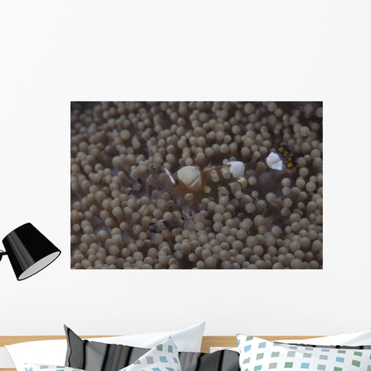 Popcorn Shrimp Anemone Fijian Wall Decal