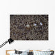 Popcorn Shrimp Anemone Fijian Wall Decal