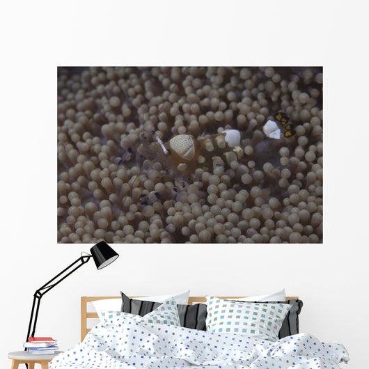 Popcorn Shrimp Anemone Fijian Wall Decal