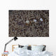 Popcorn Shrimp Anemone Fijian Wall Decal