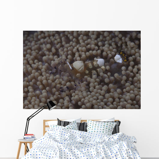 Popcorn Shrimp Anemone Fijian Wall Decal