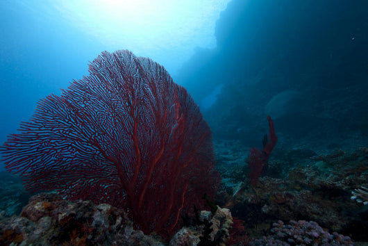 Large Red Gorgonian Sea Wide Shot Wall Decal