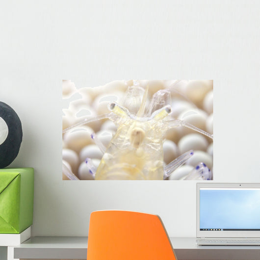 Close-up Popcorn Shrimp Anemone Wall Decal