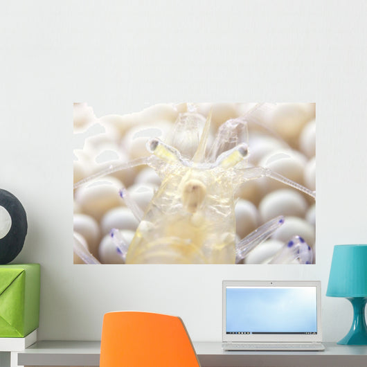 Close-up Popcorn Shrimp Anemone Wall Decal