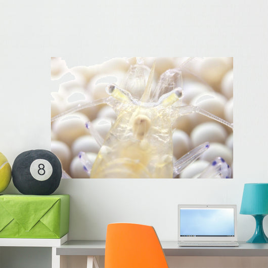Close-up Popcorn Shrimp Anemone Wall Decal