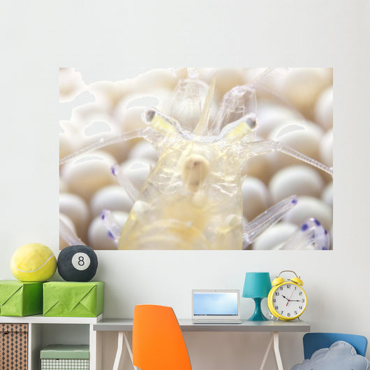 Close-up Popcorn Shrimp Anemone Wall Decal