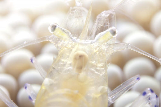 Close-up Popcorn Shrimp Anemone Wall Decal