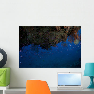 Schooling Anthias Fish under Wall Decal shown on a wall