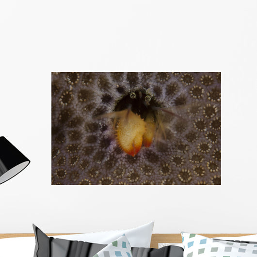 Small Hermit Crab Living Wall Decal