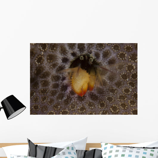 Small Hermit Crab Living Wall Decal