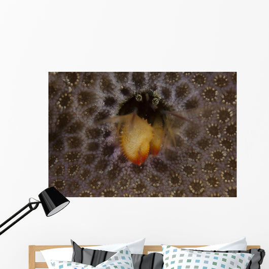 Small Hermit Crab Living Wall Decal