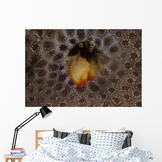 Small Hermit Crab Living Wall Decal