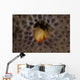 Small Hermit Crab Living Wall Decal