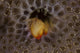 Small Hermit Crab Living Wall Decal