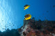 Pair Racoon Butterflyfish Swimming Wall Decal