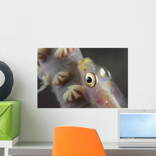 Close-up Whip Coral Goby Top Wall Decal