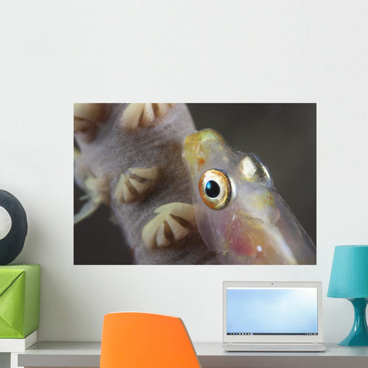 Close-up Whip Coral Goby Top Wall Decal