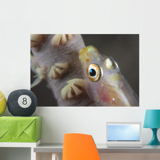 Close-up Whip Coral Goby Top Wall Decal