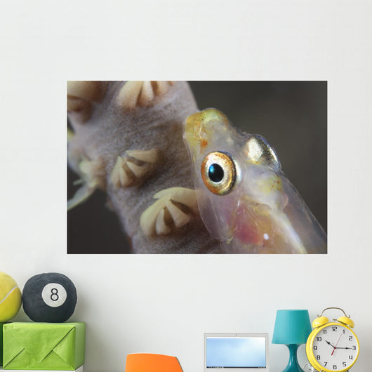 Close-up Whip Coral Goby Top Wall Decal