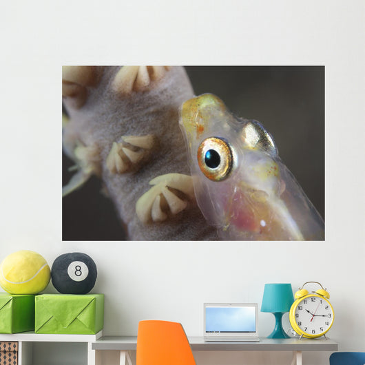 Close-up Whip Coral Goby Top Wall Decal