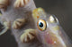 Close-up Whip Coral Goby Top Wall Decal