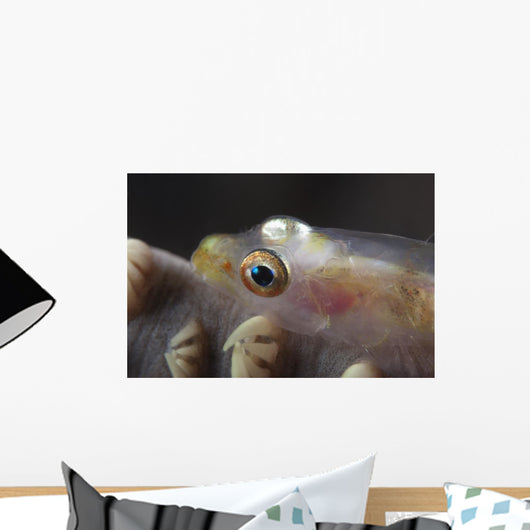 Close-up Whip Coral Goby Left Wall Decal