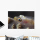 Close-up Whip Coral Goby Left Wall Decal