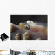 Close-up Whip Coral Goby Left Wall Decal