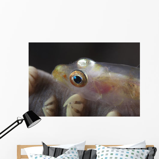 Close-up Whip Coral Goby Left Wall Decal