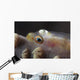 Close-up Whip Coral Goby Left Wall Decal