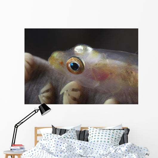 Close-up Whip Coral Goby Left Wall Decal