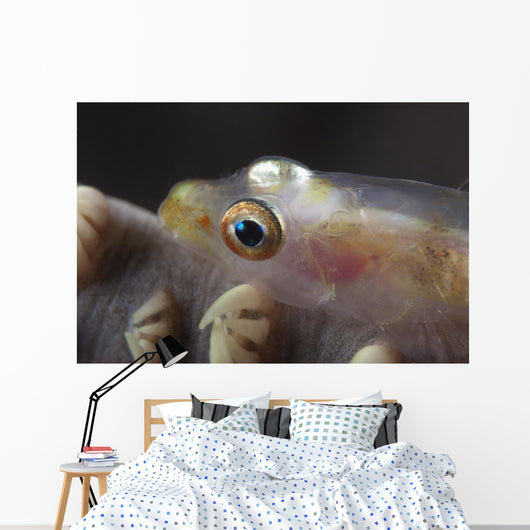 Close-up Whip Coral Goby Left Wall Decal