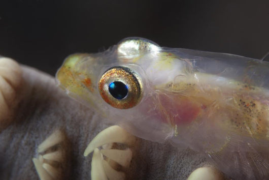 Close-up Whip Coral Goby Left Wall Decal