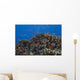 Schooling Anthias Fish Cluster Wall Decal