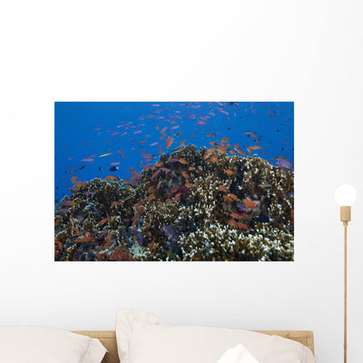 Schooling Anthias Fish Cluster Wall Decal shown on a wall