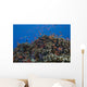 Schooling Anthias Fish Cluster Wall Decal