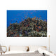 Schooling Anthias Fish Cluster Wall Decal