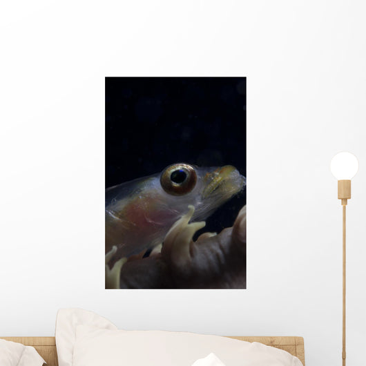 Close-up Whip Coral Goby Right Wall Decal