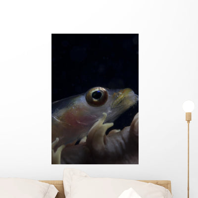 Close-up Whip Coral Goby Right Wall Decal shown on a wall
