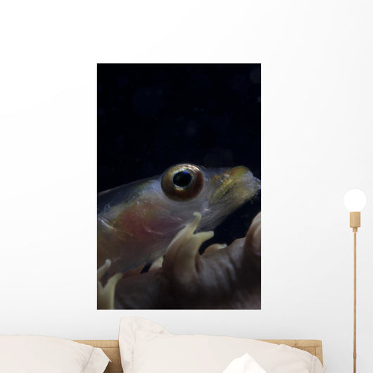 Close-up Whip Coral Goby Right Wall Decal