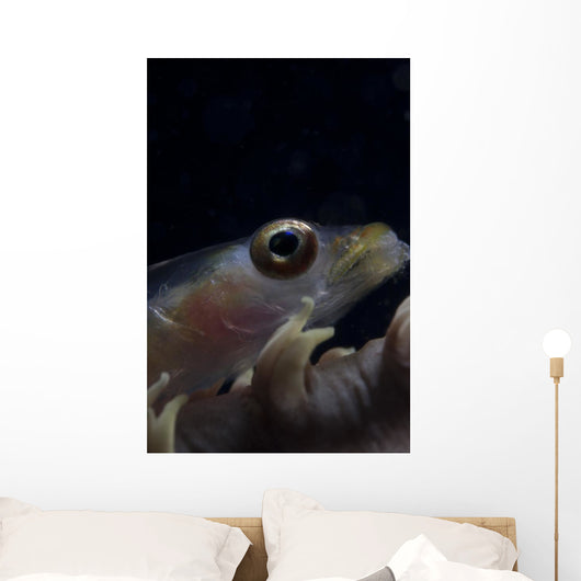 Close-up Whip Coral Goby Right Wall Decal