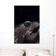 Close-up Whip Coral Goby Right Wall Decal