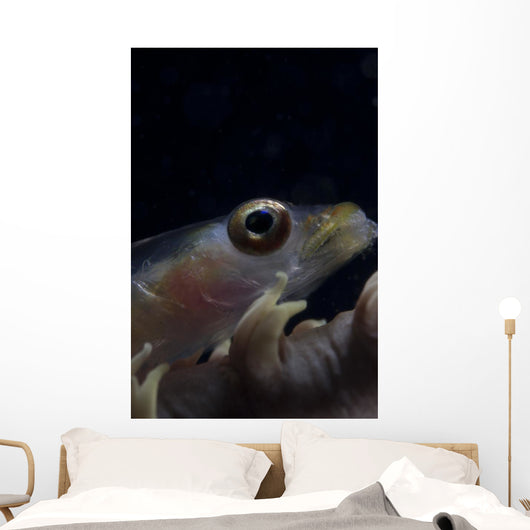 Close-up Whip Coral Goby Right Wall Decal