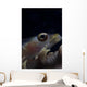 Close-up Whip Coral Goby Right Wall Decal