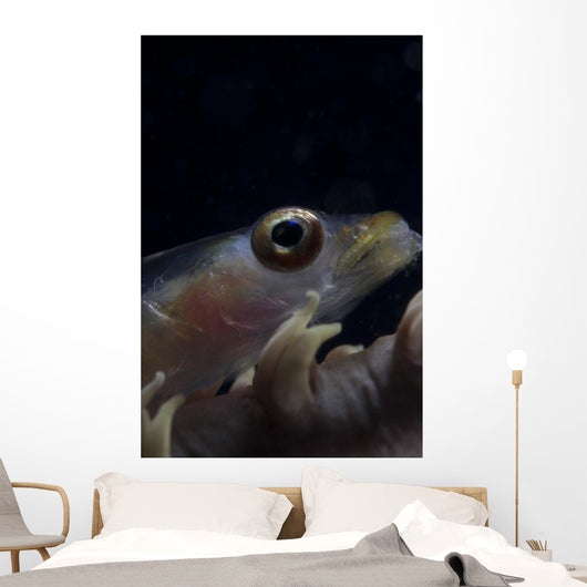 Close-up Whip Coral Goby Right Wall Decal