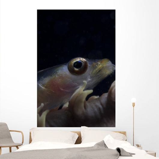 Close-up Whip Coral Goby Right Wall Decal